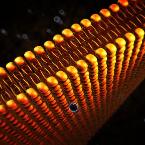 3D Visualisierung: Phospholipid-Doppelschicht.