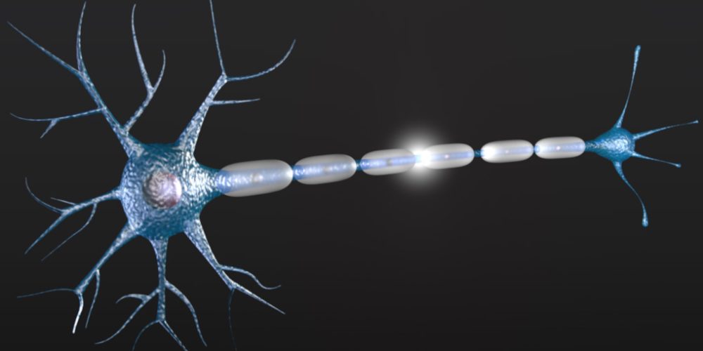 3D Visualisierung: Neuron/Nervenzelle. Das Rendering wurde der Animation Fehlgeleitete Immunreaktion des peripheren Nervensystems entnommen. Der Film zeigt eine Hypothese zur Entstehung von autoimmunen Polyneuropathien des peripheren Nervensystems.